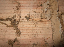 ヤマトシロアリの被害