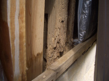 ヤマトシロアリの被害