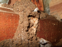 イエシロアリの通り道