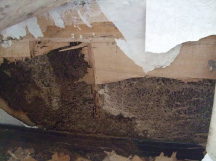 イエシロアリの巣