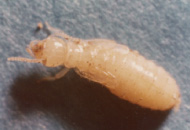 羽アリのニンフ