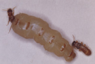 イエシロアリの女王と王