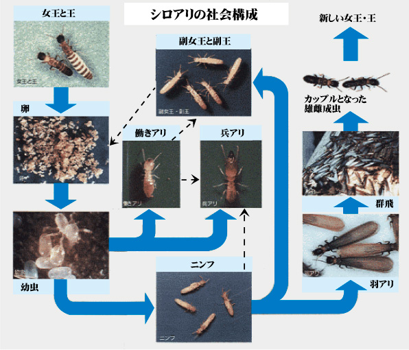 シロアリの社会構成図