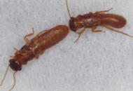 羽アリのつがい